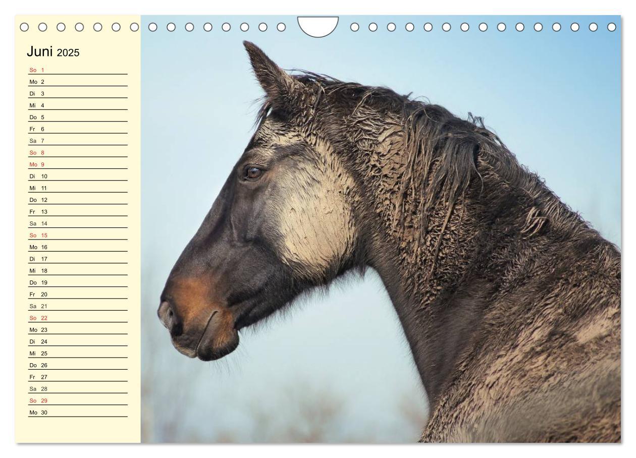 Bild: 9783435529780 | Wilde Pferde. Mustangs in USA (Wandkalender 2025 DIN A4 quer),...