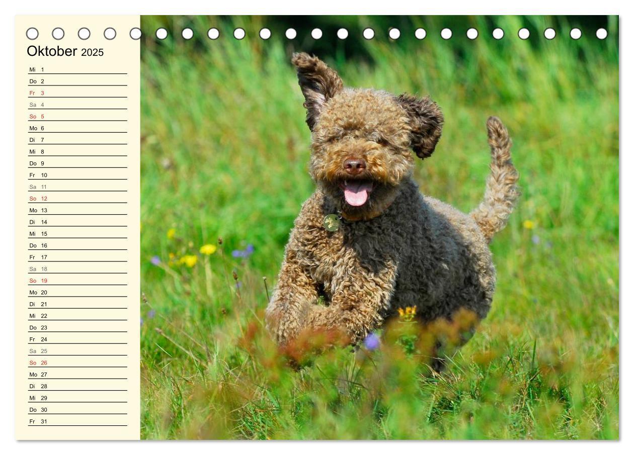 Bild: 9783435543854 | Lagotto Romagnolo - Italienischer Trüffelhund (Tischkalender 2025...