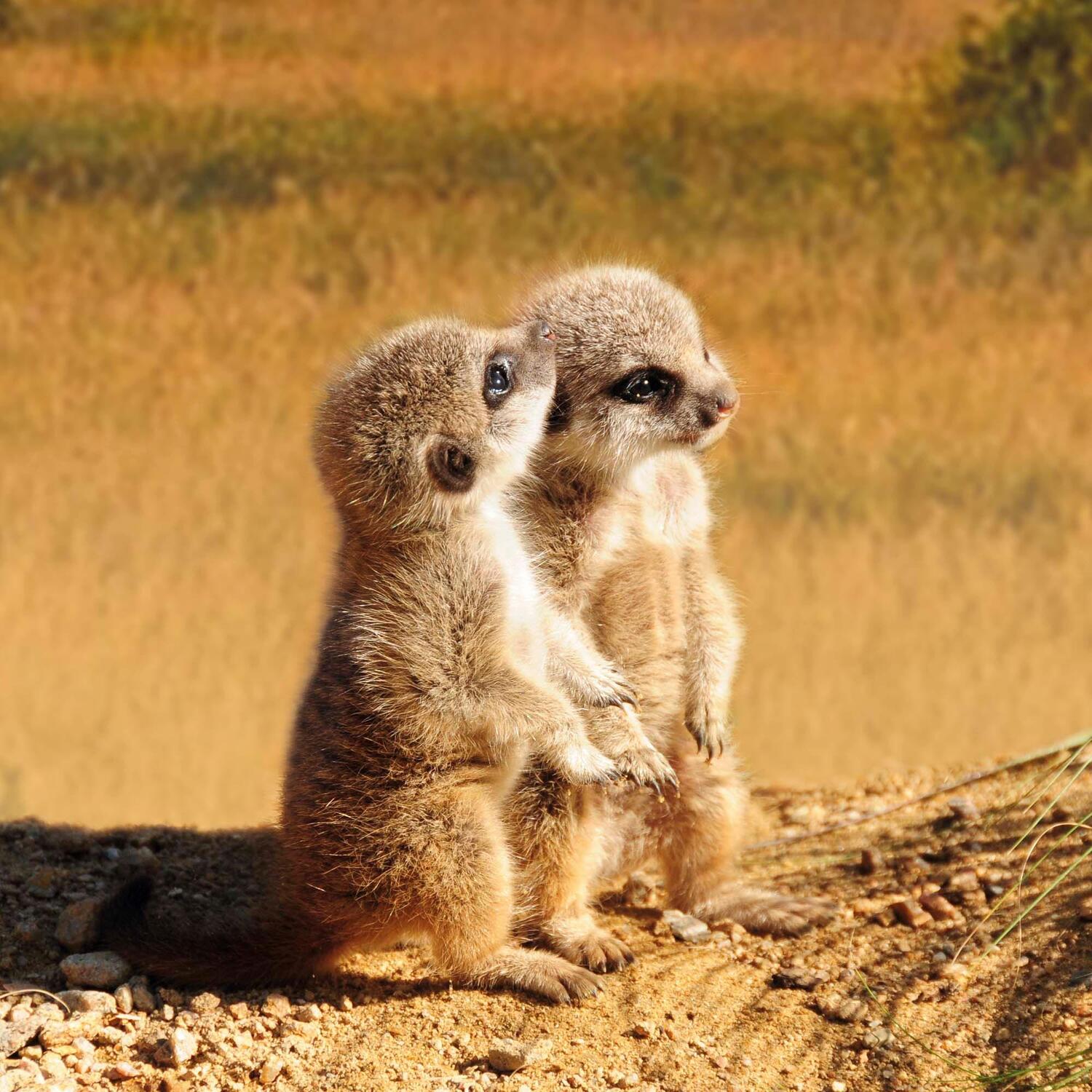 Bild: 9783959294683 | Meerkats/Erdmännchen 2025 | Kalender 2025 | Kalender | Artwork Edition