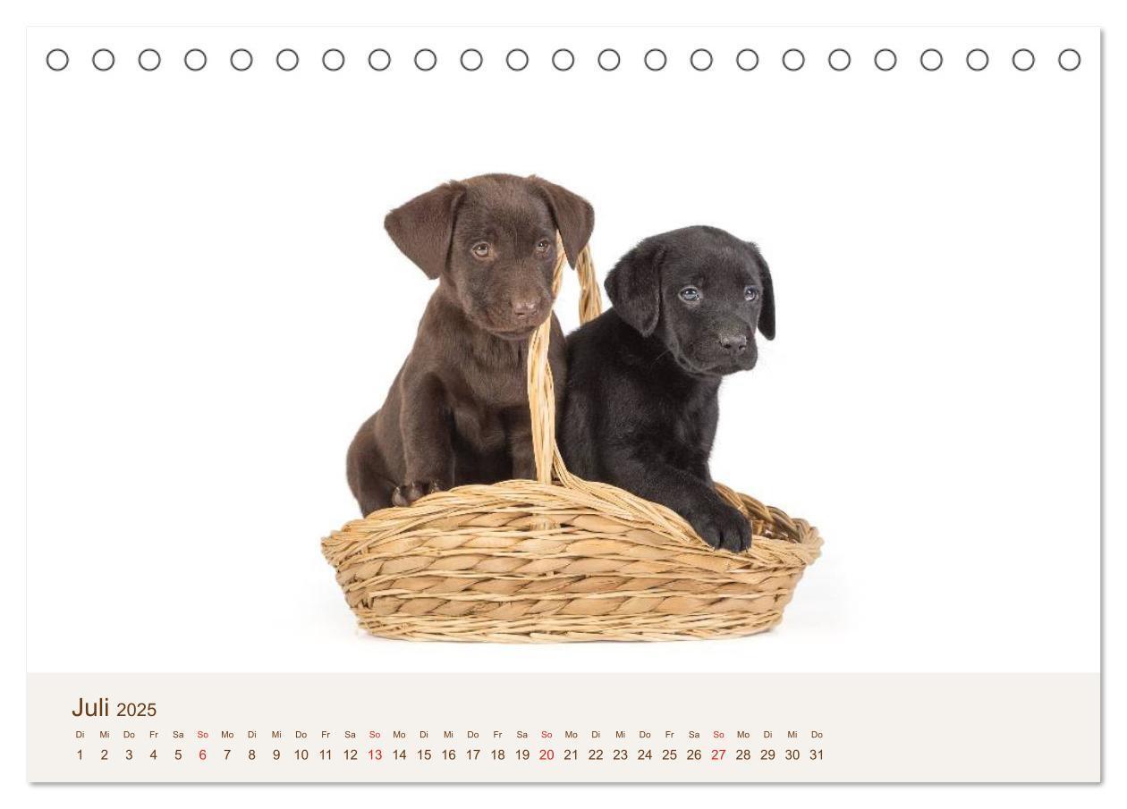 Bild: 9783435616152 | Labrador - Welpen (Tischkalender 2025 DIN A5 quer), CALVENDO...