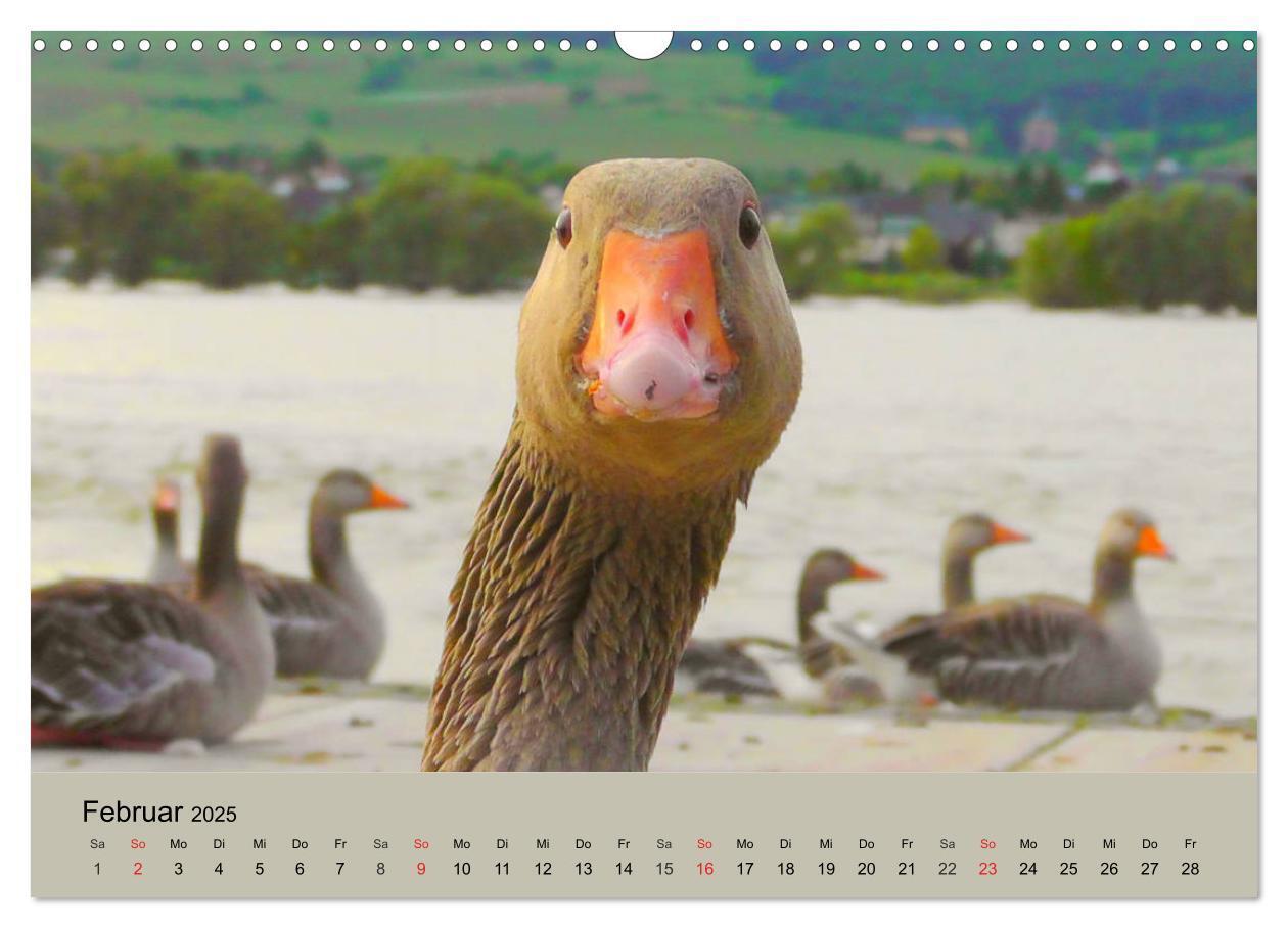 Bild: 9783435316380 | Gänse. Von wegen dumme Gans! (Wandkalender 2025 DIN A3 quer),...