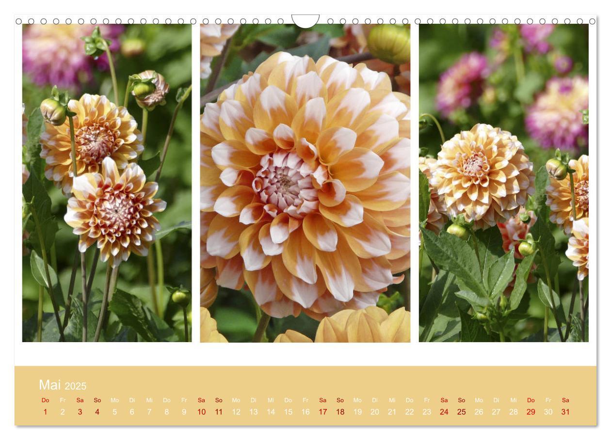 Bild: 9783435376247 | Dahlien-Triplets (Wandkalender 2025 DIN A3 quer), CALVENDO...