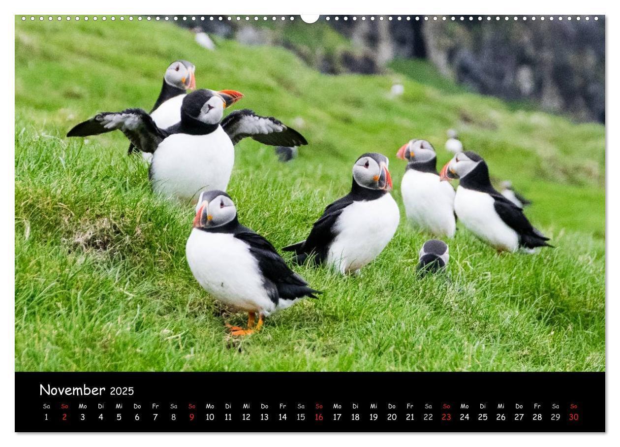 Bild: 9783435537877 | Die Papageientaucher von Mykines (Wandkalender 2025 DIN A2 quer),...