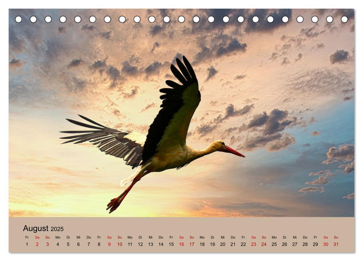 Bild: 9783435019038 | Der Storchenkalender (Tischkalender 2025 DIN A5 quer), CALVENDO...