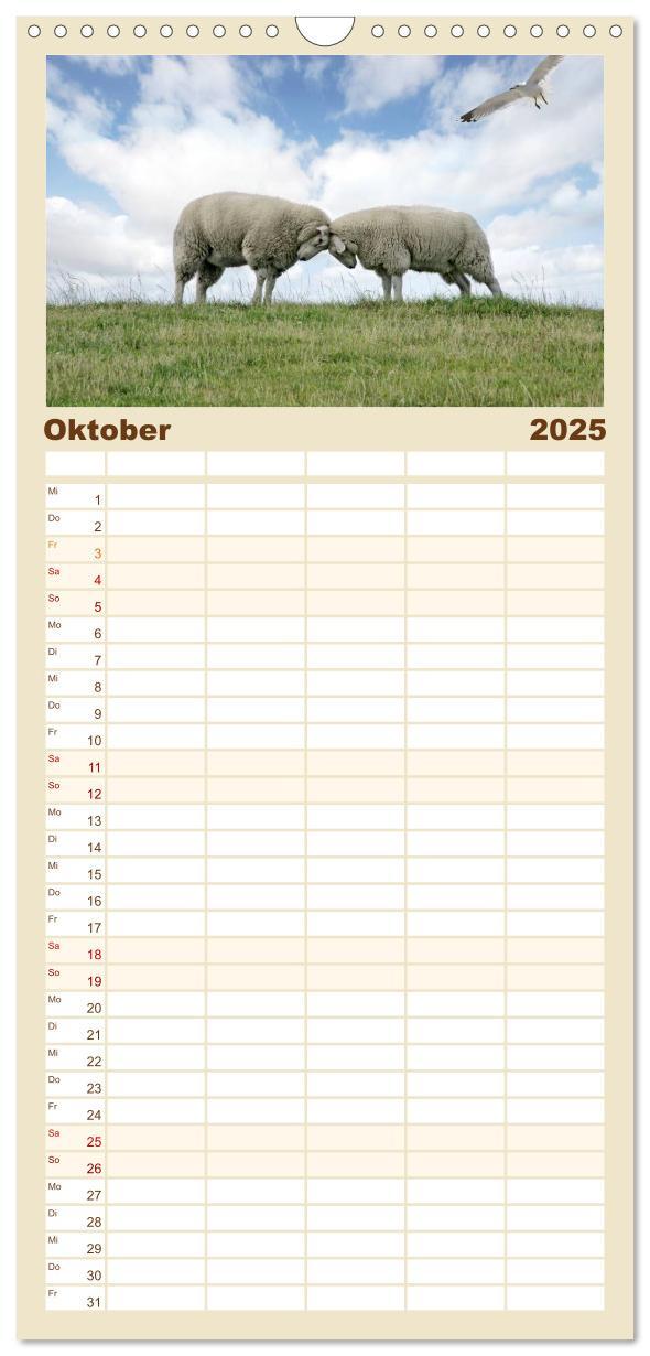 Bild: 9783457120606 | Familienplaner 2025 - Nordsee Schafe mit 5 Spalten (Wandkalender,...