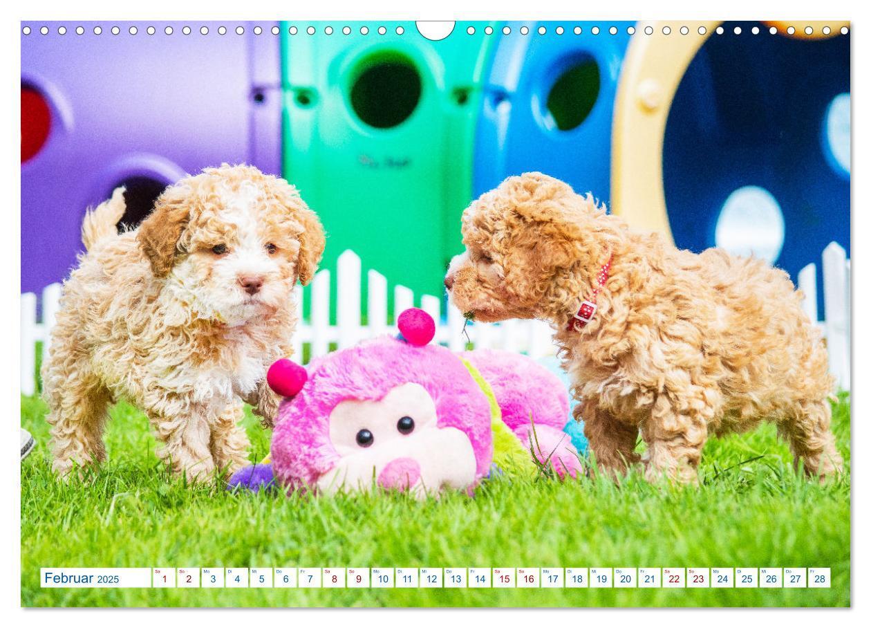 Bild: 9783435028313 | Lagotto Romagnolo - Bilder aus der Kinderstube (Wandkalender 2025...