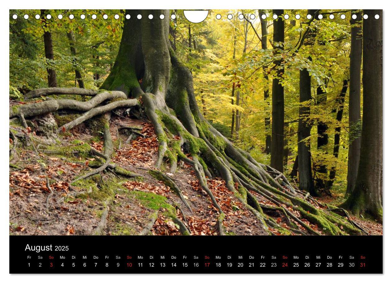 Bild: 9783435837137 | Wurzelwerke (Wandkalender 2025 DIN A4 quer), CALVENDO Monatskalender