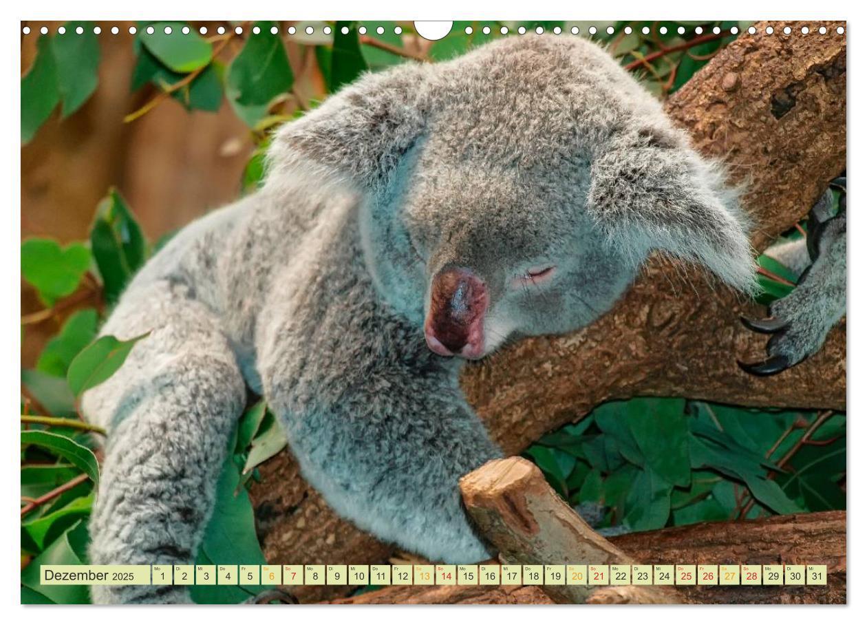 Bild: 9783435588329 | Koala - kleiner Teddy (Wandkalender 2025 DIN A3 quer), CALVENDO...