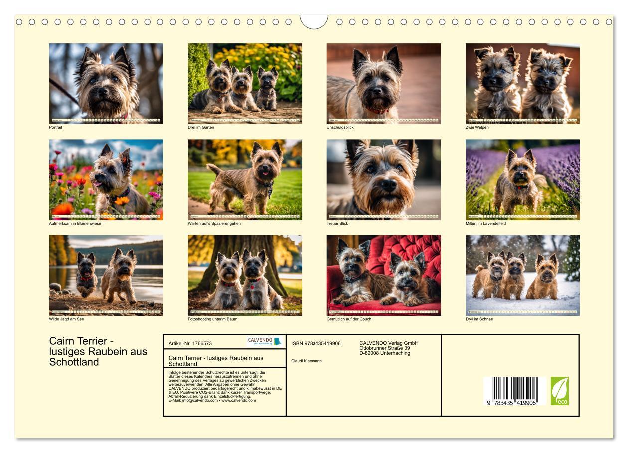 Bild: 9783435419906 | Cairn Terrier - lustiges Raubein aus Schottland (Wandkalender 2025...