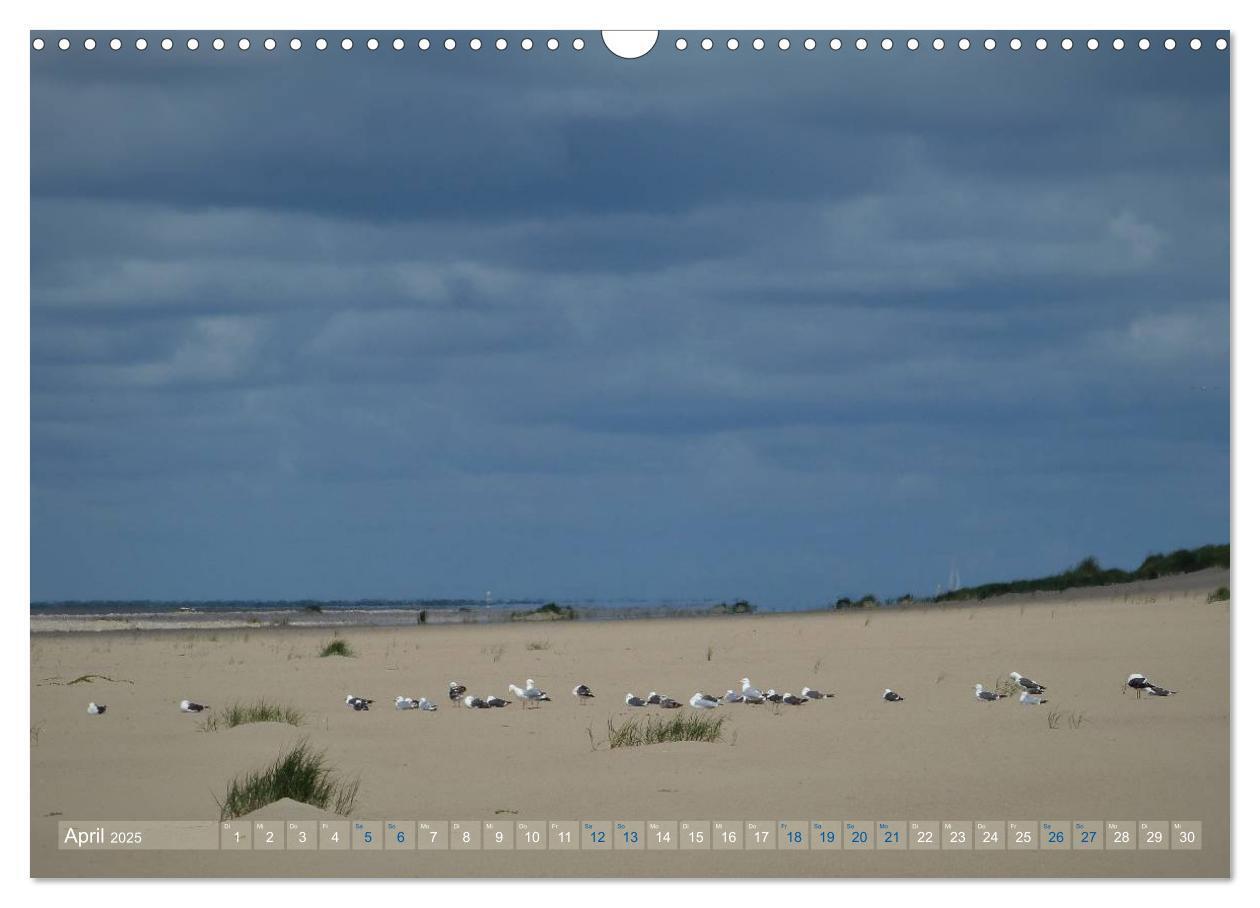 Bild: 9783435660780 | Texel. Neue Dünen (Wandkalender 2025 DIN A3 quer), CALVENDO...