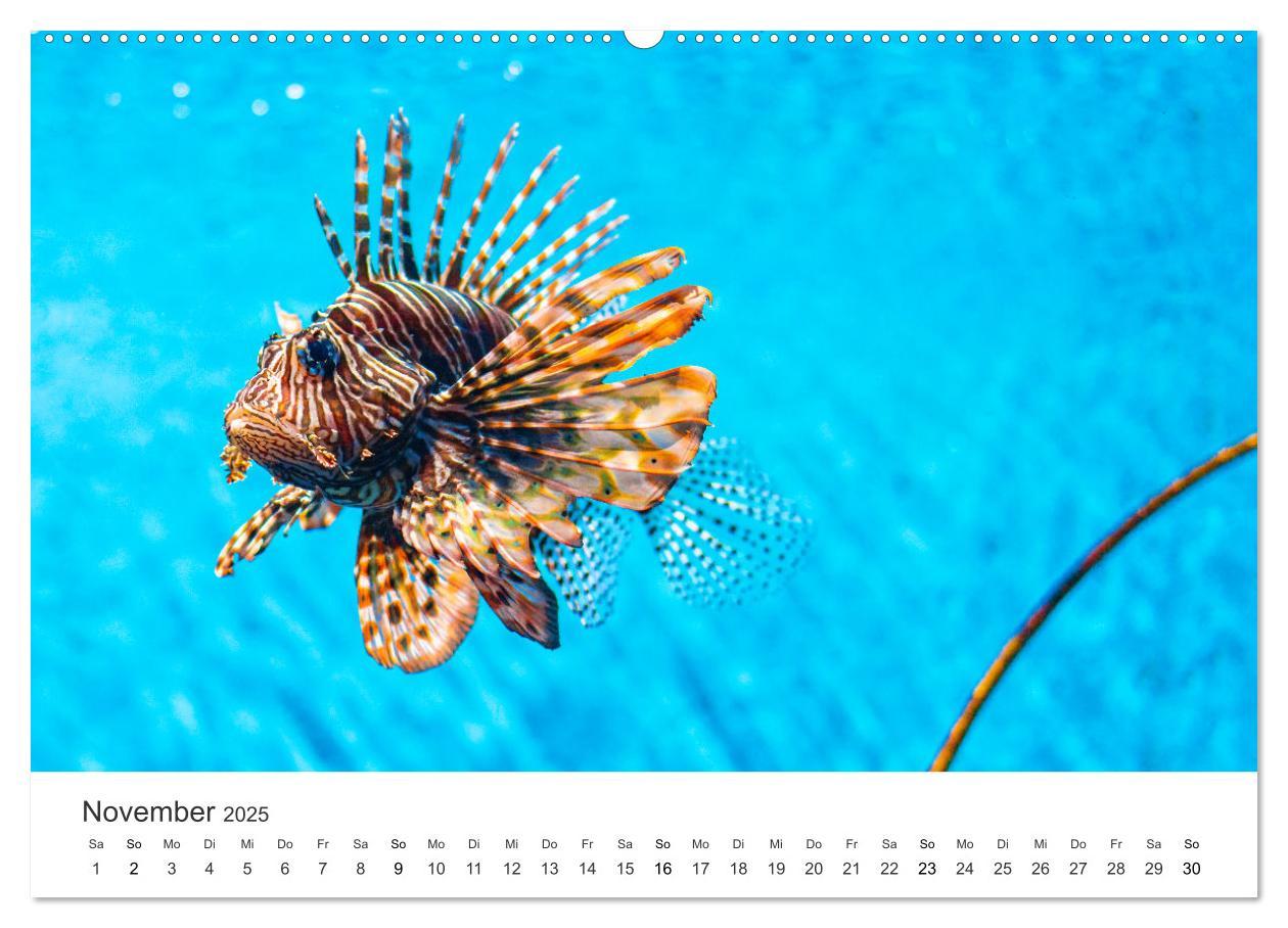 Bild: 9783435093649 | Traumhaftes Mauritius (Wandkalender 2025 DIN A2 quer), CALVENDO...