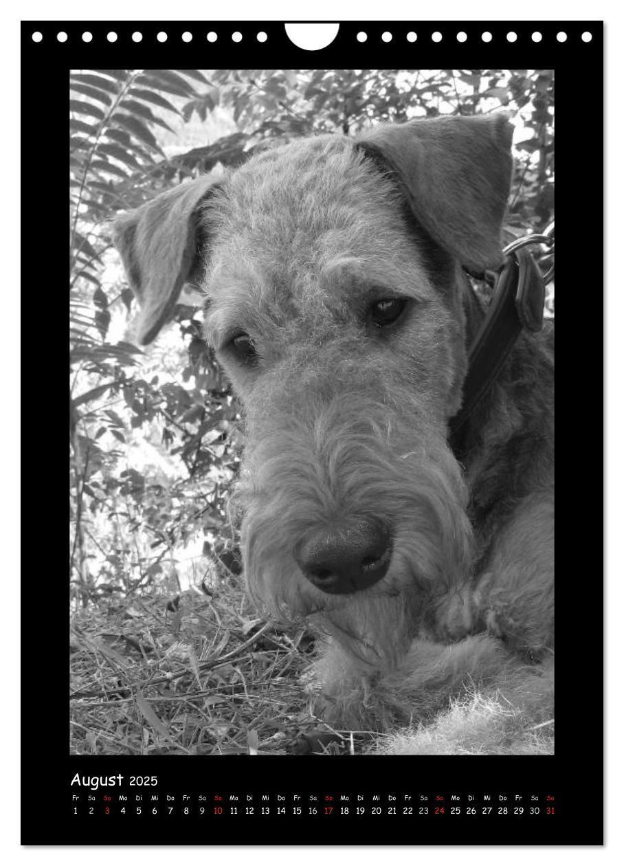 Bild: 9783457051344 | Der Airedale: Portraits eines "Dickkopfes" (Wandkalender 2025 DIN...