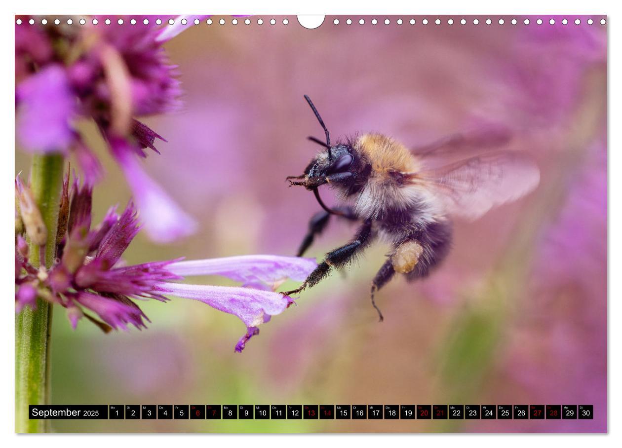 Bild: 9783383846076 | Hummeln - Flugaufnahmen eines faszinierenden Insekts (Wandkalender...