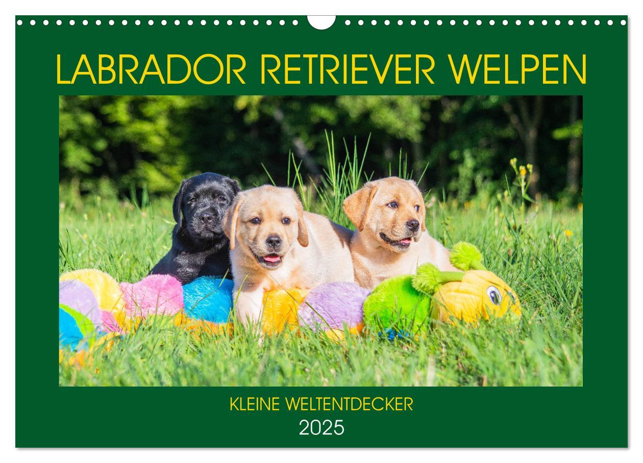 Cover: 9783435211258 | Labrador Retriever Welpen - Kleine Weltentdecker (Wandkalender 2025...