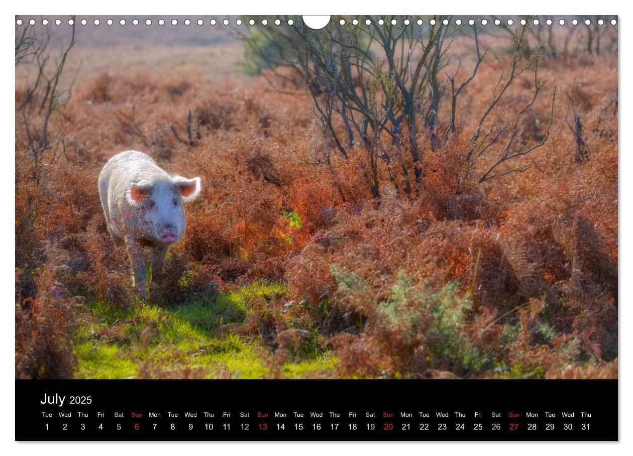 Bild: 9781325951734 | New Forest Hampshire (Wall Calendar 2025 DIN A3 landscape),...