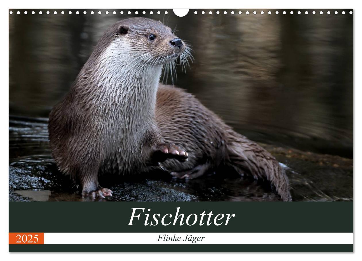 Cover: 9783435483617 | Fischotter, flinke Jäger (Wandkalender 2025 DIN A3 quer), CALVENDO...