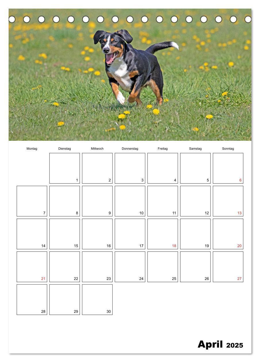 Bild: 9783457025314 | Entlebucher Sennenhunde begleiten Sie durch das Jahr (Tischkalender...