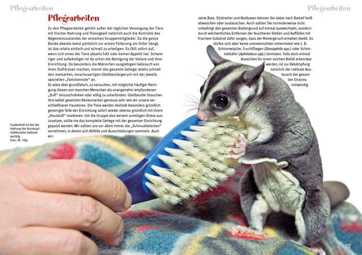 Bild: 9783866590458 | Der Sugar Glider | Art für Art | Peter Puschmann | Taschenbuch | 64 S.