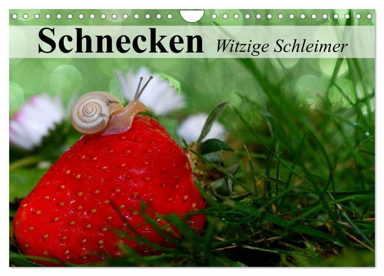 Cover: 9783435606283 | Schnecken. Witzige Schleimer (Wandkalender 2025 DIN A4 quer),...