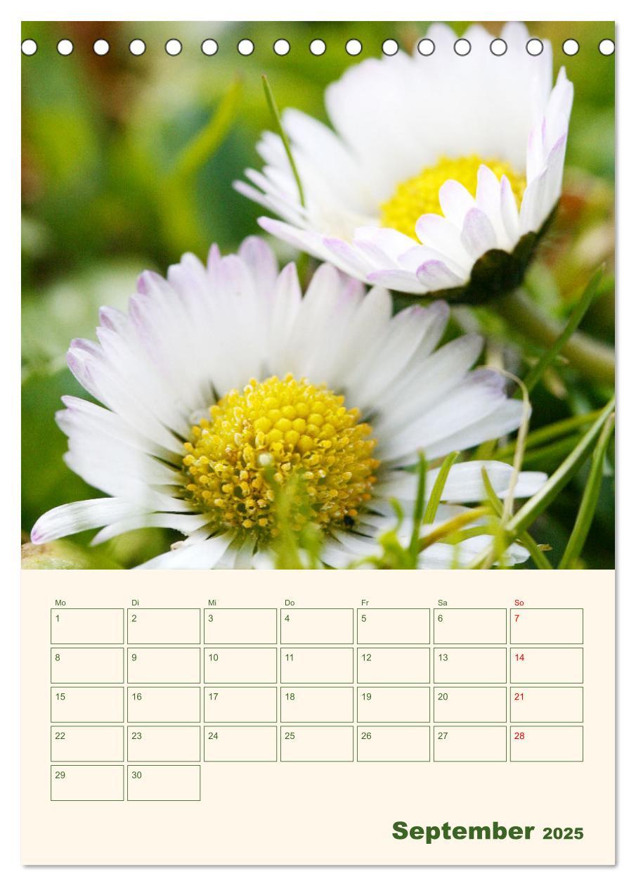 Bild: 9783435929559 | Verträumte Gänseblümchen (Tischkalender 2025 DIN A5 hoch), CALVENDO...