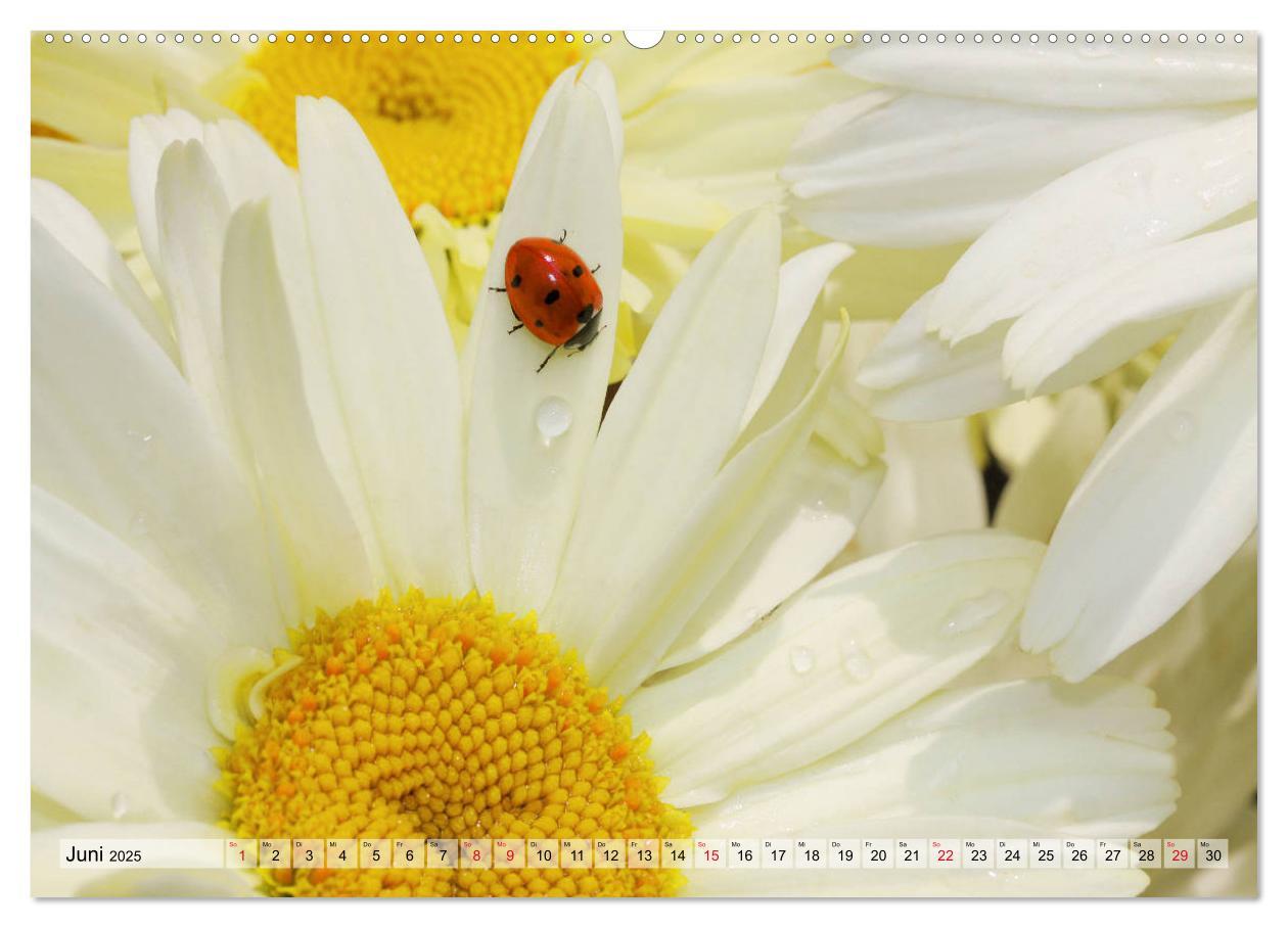 Bild: 9783435222407 | Es blüht im Sommer (Wandkalender 2025 DIN A2 quer), CALVENDO...