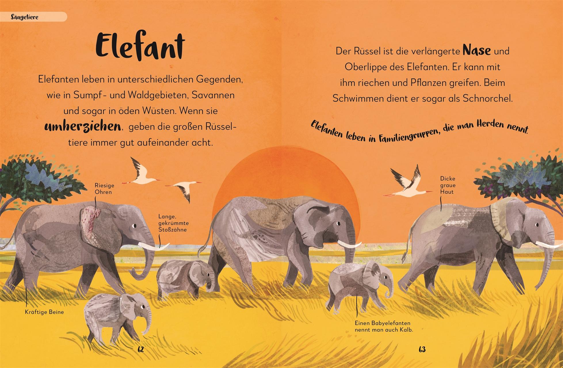 Bild: 9783831045655 | Mein liebstes Buch der Tiere | DK Verlag - Kids | Buch | 144 S. | 2025