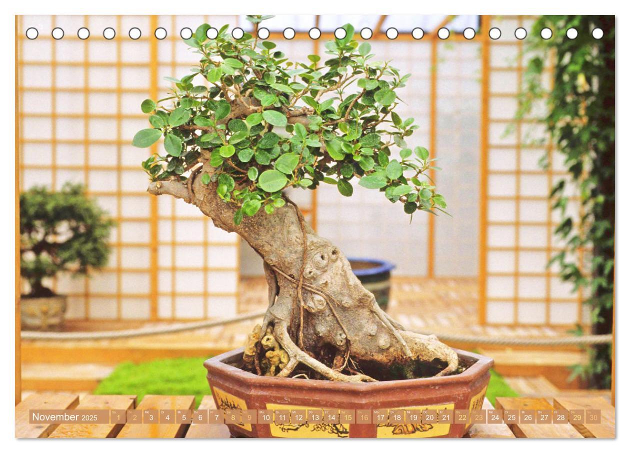 Bild: 9783457198148 | Gartenkunst aus Japan: Bonsai (Tischkalender 2025 DIN A5 quer),...