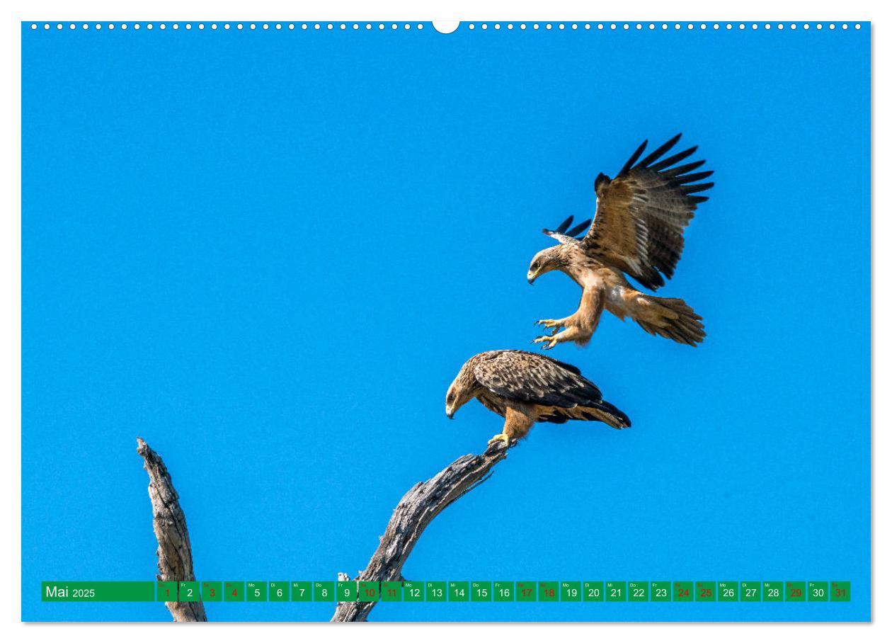 Bild: 9783383893650 | Greifvögel - wild und schön (Wandkalender 2025 DIN A2 quer),...