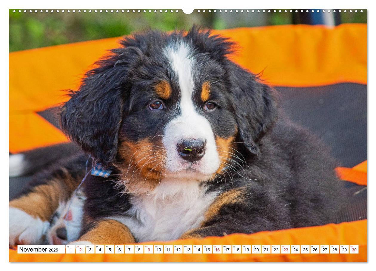 Bild: 9783435212460 | Kleine Herzen auf 4 Pfoten - Berner Sennenhunde (hochwertiger...