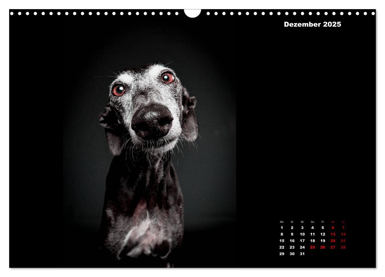 Bild: 9783435228522 | Die Stimme der Windhunde (Wandkalender 2025 DIN A3 quer), CALVENDO...