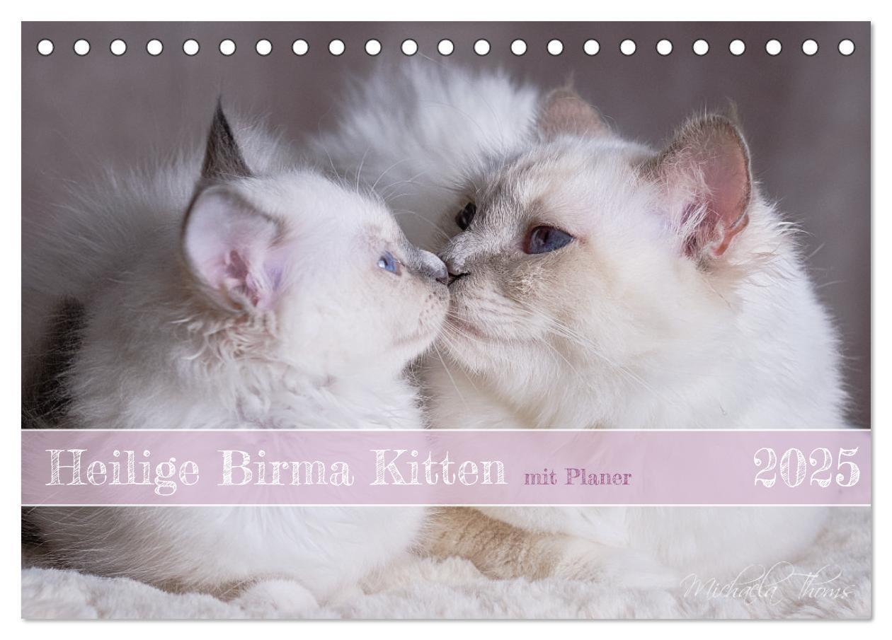 Cover: 9783383959745 | Heilige Birma Kitten mit Planer (Tischkalender 2025 DIN A5 quer),...