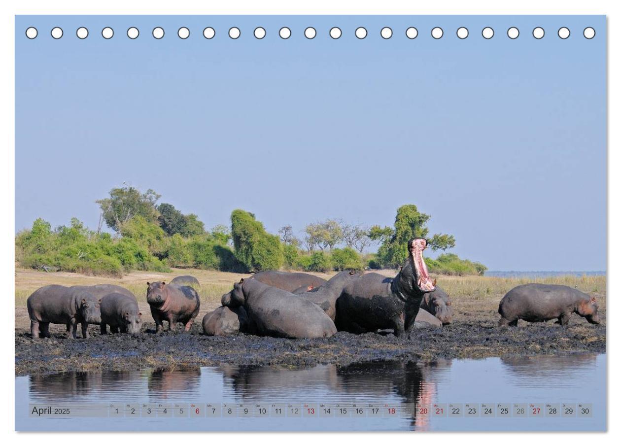 Bild: 9783435762026 | Flusspferde Magie des Augenblicks - Hippos in Afrika (Tischkalender...