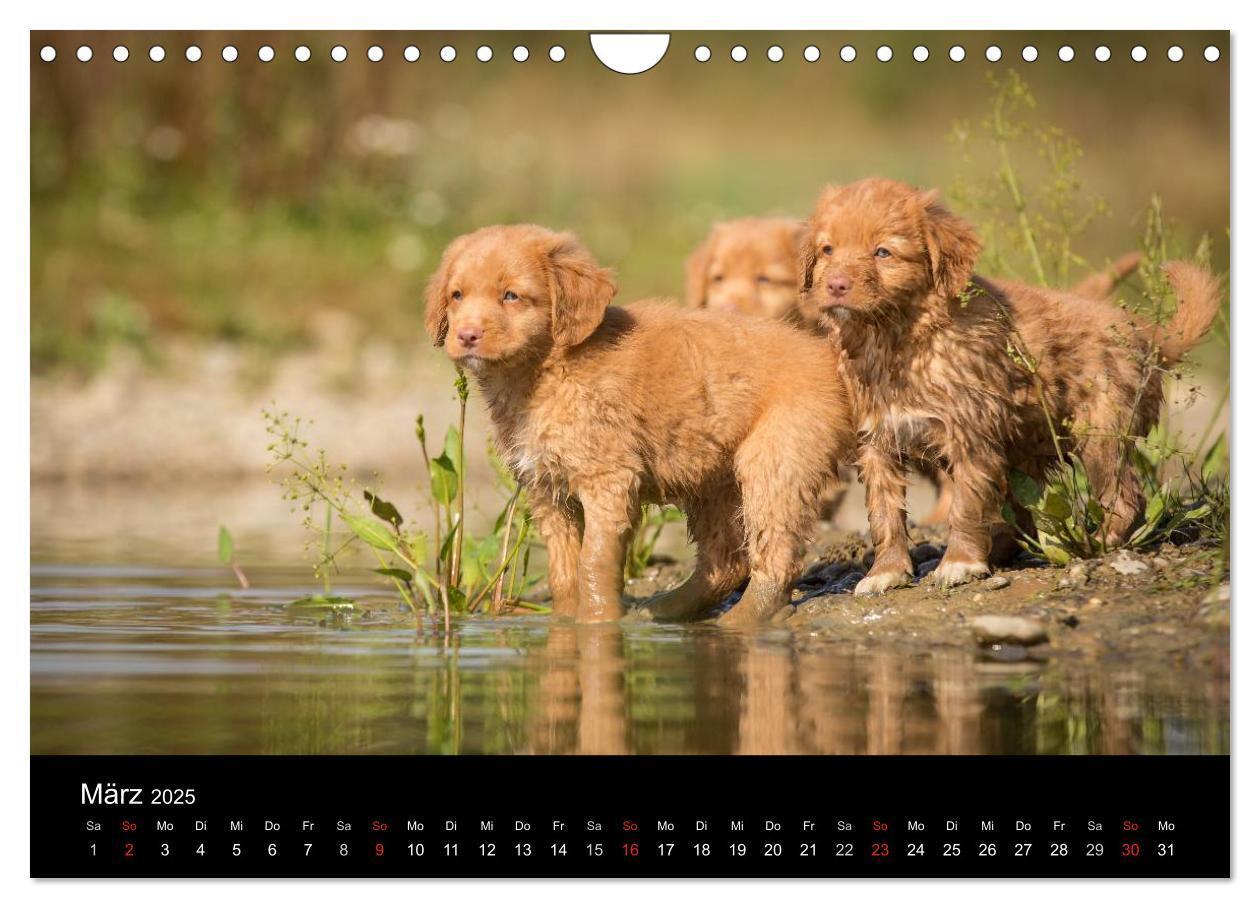 Bild: 9783435629770 | Toller - Nova Scotia Duck Tolling Retriever (Wandkalender 2025 DIN...