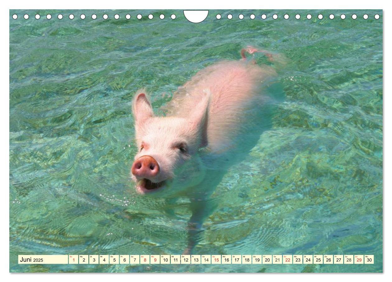 Bild: 9783435498253 | Schwimmende Schweine (Wandkalender 2025 DIN A4 quer), CALVENDO...