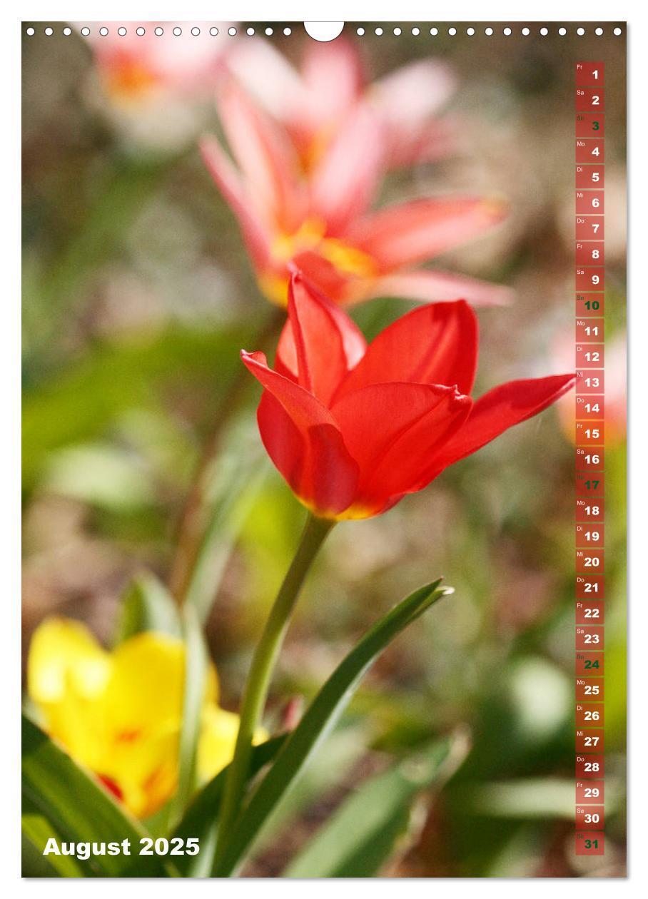 Bild: 9783435966134 | Bunte Tulpenpracht (Wandkalender 2025 DIN A3 hoch), CALVENDO...