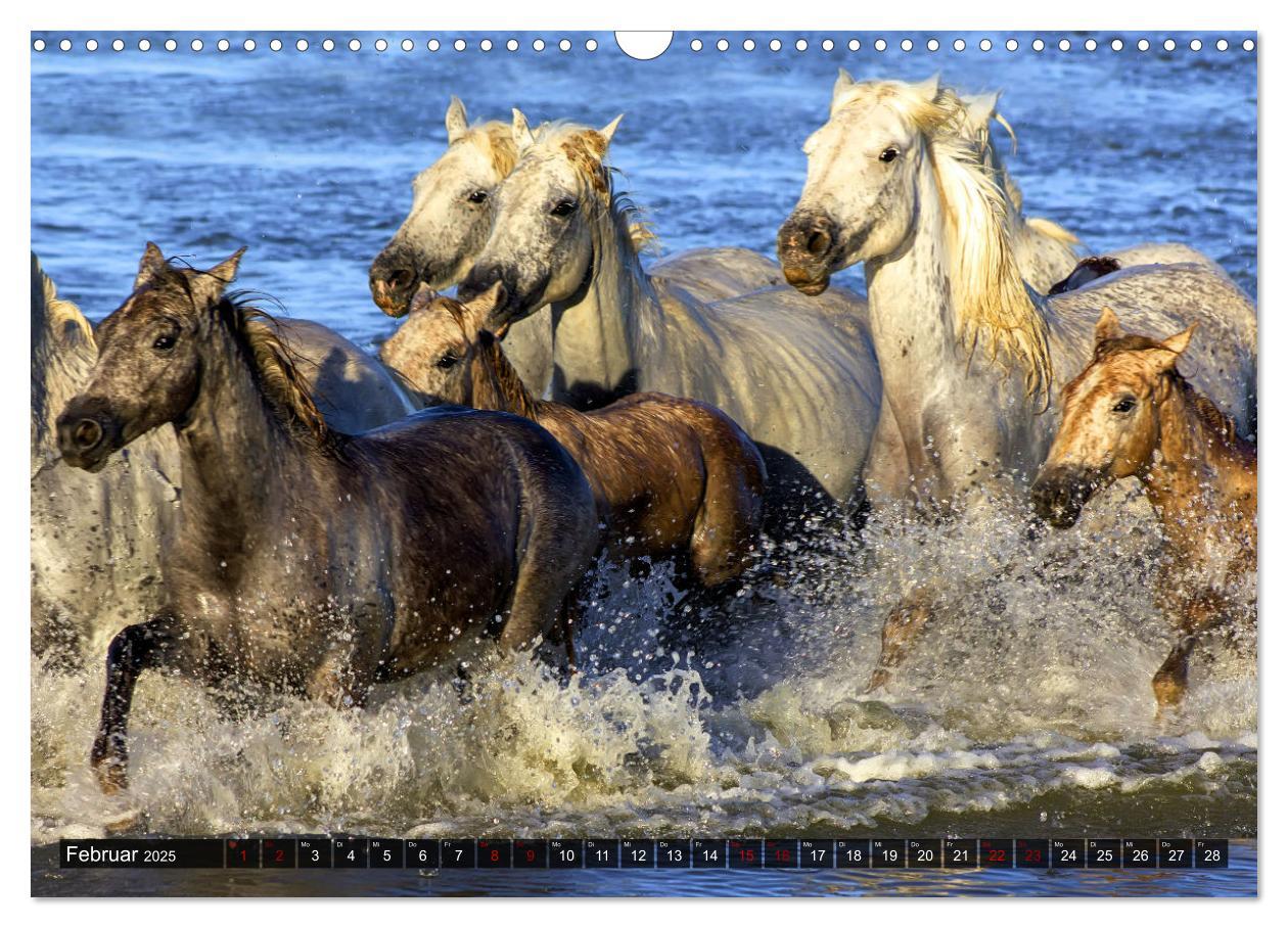 Bild: 9783383922749 | Pferde - wild und ungezähmt (Wandkalender 2025 DIN A3 quer),...