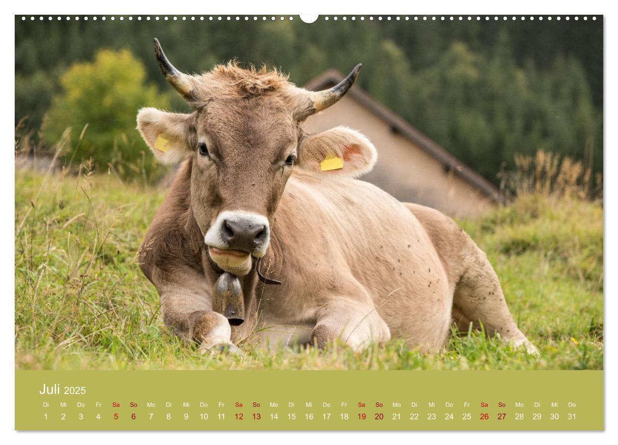 Bild: 9783383832147 | Allgäuer Rindvieh 2025 (Wandkalender 2025 DIN A2 quer), CALVENDO...