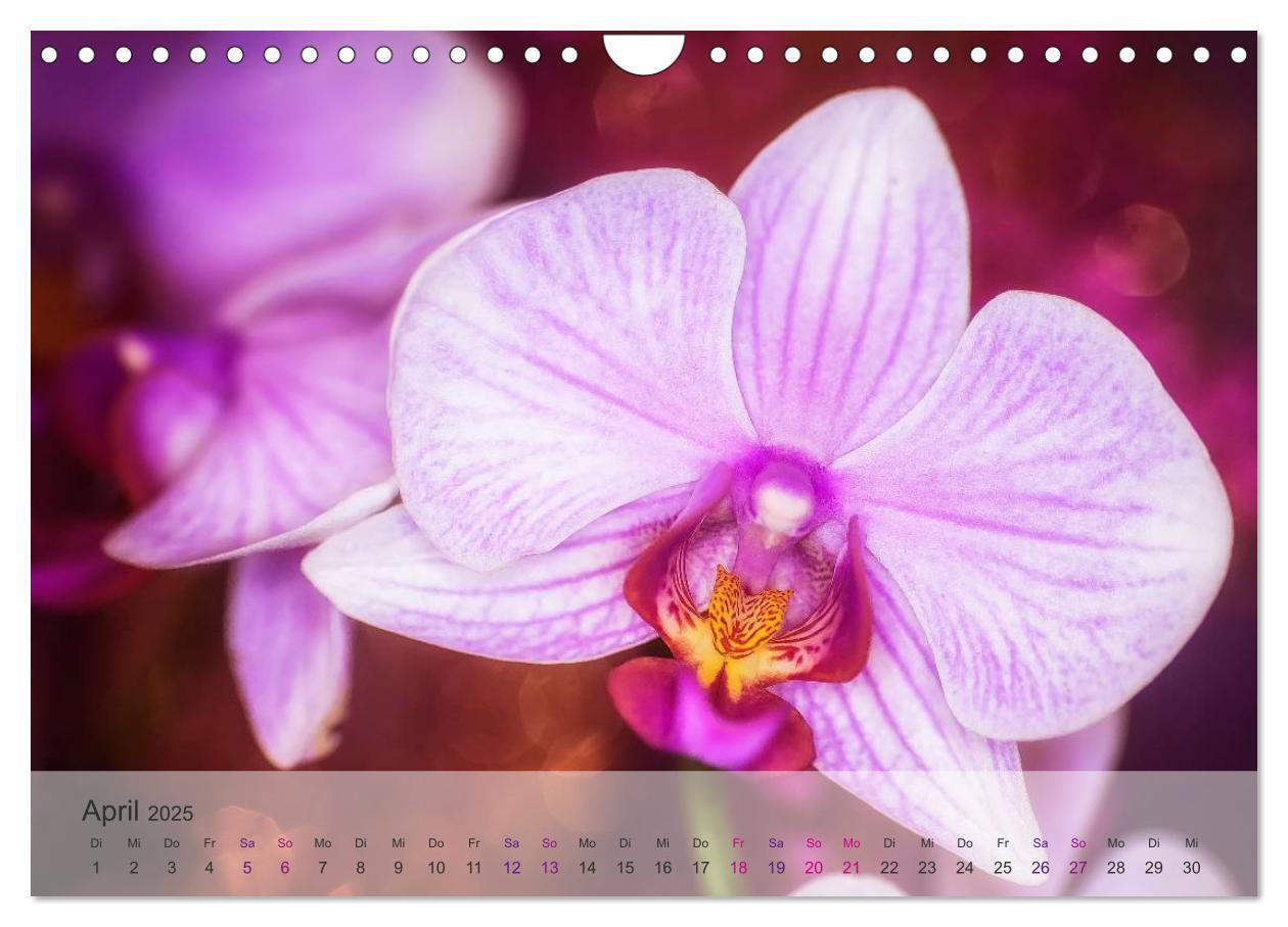 Bild: 9783435689750 | Phalaenopsis - die zauberhafte Welt der Orchideen (Wandkalender...