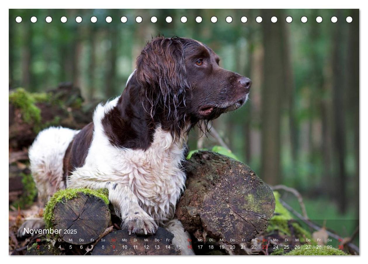 Bild: 9783435628728 | Kleiner Münsterländer Vorstehhund (Tischkalender 2025 DIN A5 quer),...