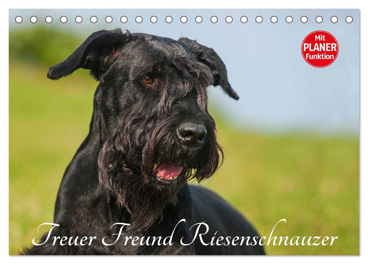 Cover: 9783435544110 | Treuer Freund Riesenschnauzer (Tischkalender 2025 DIN A5 quer),...