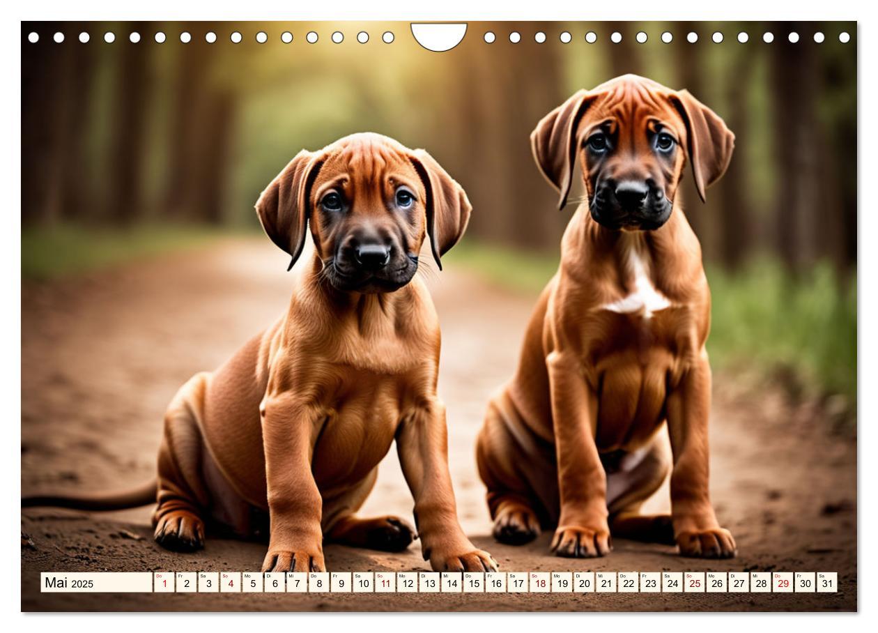 Bild: 9783457146033 | Rhodesian Ridgeback - Athlet mit Rückenkamm (Wandkalender 2025 DIN...