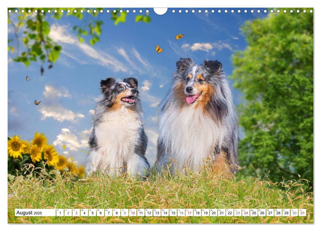 Bild: 9783435131648 | Hütehund der Shetland Inseln - Shetland Sheepdog (Wandkalender 2025...