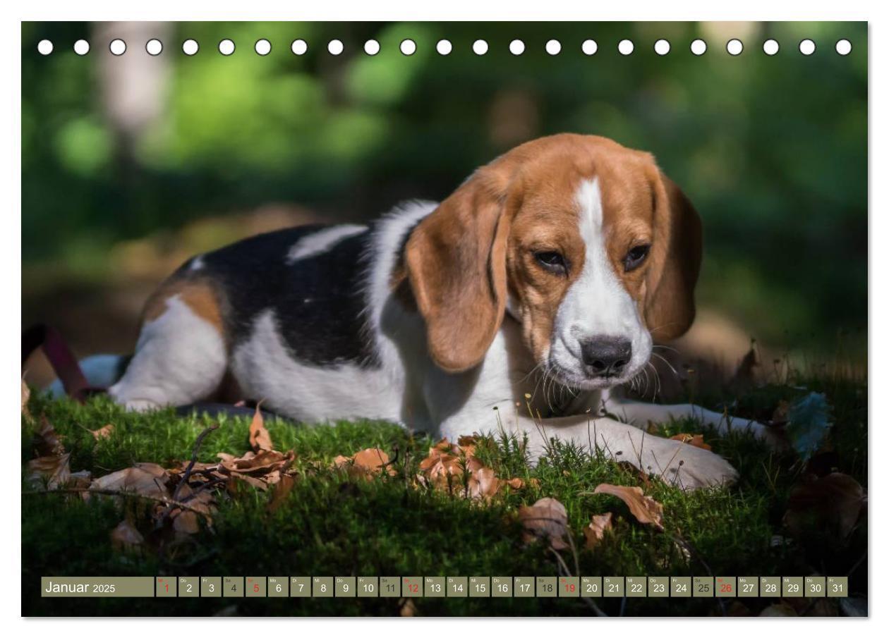 Bild: 9783435573578 | Beaglebabys auf Entdeckungstour (Tischkalender 2025 DIN A5 quer),...