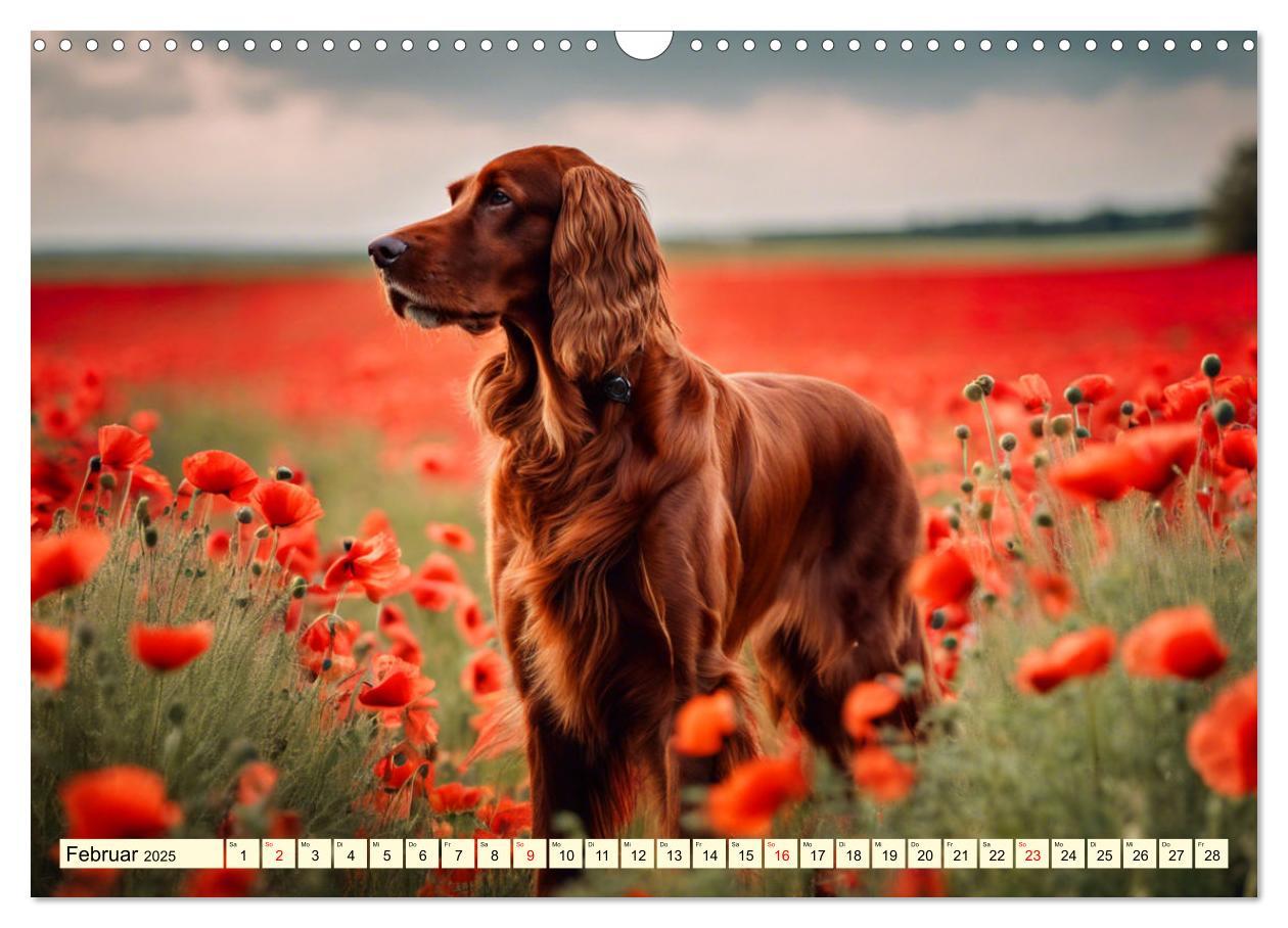 Bild: 9783435011728 | Irish Setter - Anmut pur (Wandkalender 2025 DIN A3 quer), CALVENDO...