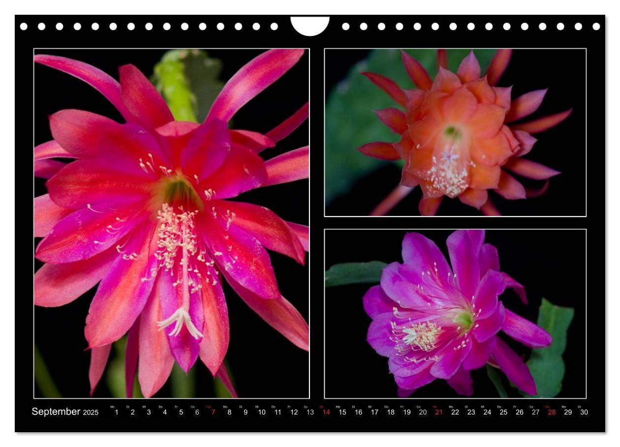 Bild: 9783435637171 | Epiphyllum-Hybriden (Wandkalender 2025 DIN A4 quer), CALVENDO...