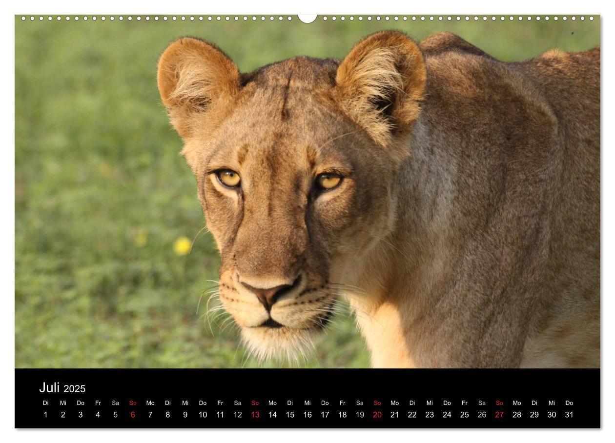 Bild: 9783435837397 | Löwen - Könige der Tiere (Wandkalender 2025 DIN A2 quer), CALVENDO...