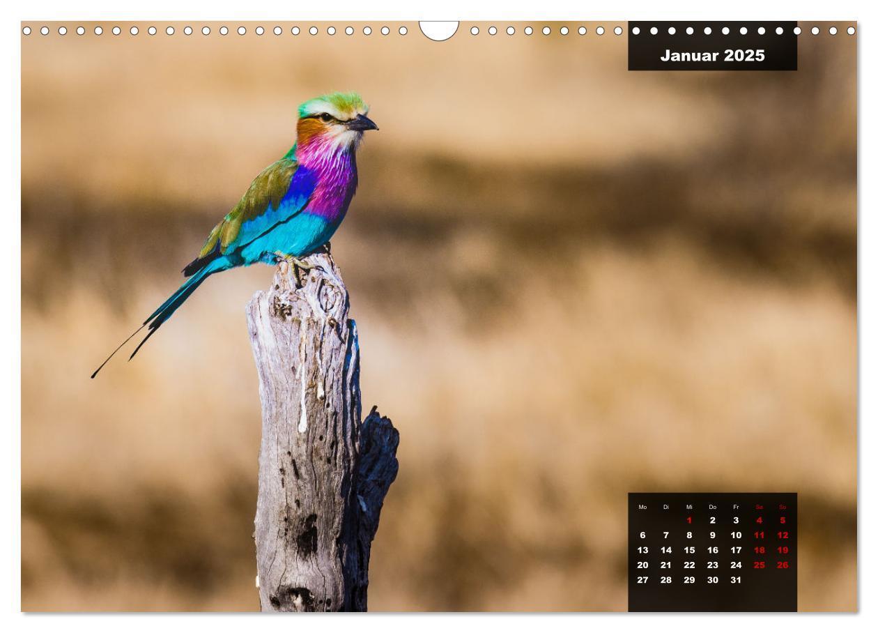 Bild: 9783435030613 | Die bunte Vogelwelt im Kruger National Park (Wandkalender 2025 DIN...