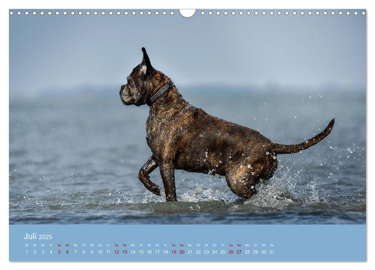 Bild: 9783383856235 | Fantastische Boxer - Sieger der Herzen (Wandkalender 2025 DIN A3...