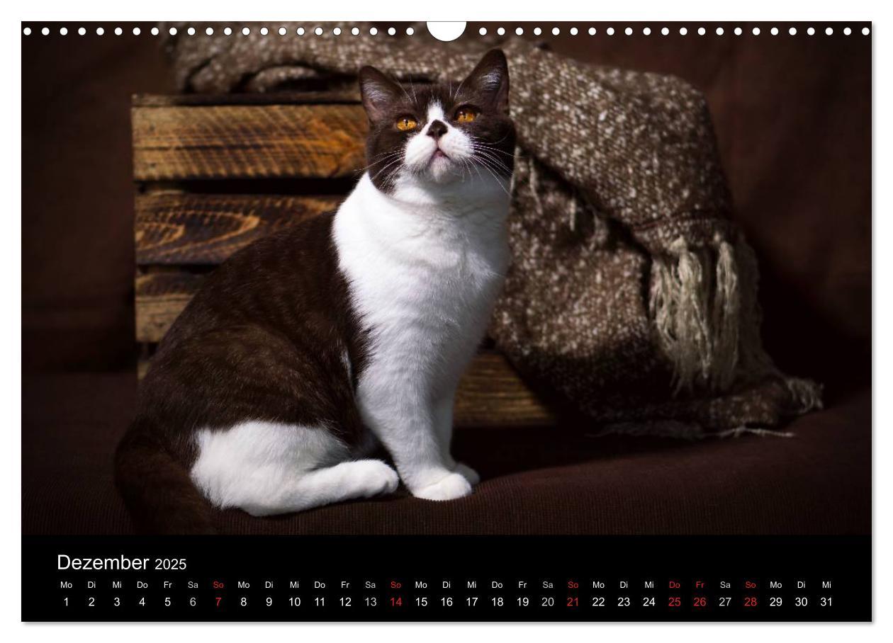 Bild: 9783435488032 | Schokoladige Britisch Kurzhaar Katzen (Wandkalender 2025 DIN A3...