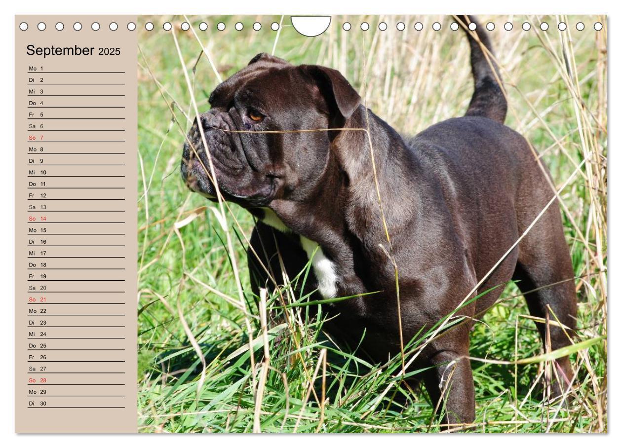 Bild: 9783435535347 | Faszination Bulldogge (Wandkalender 2025 DIN A4 quer), CALVENDO...